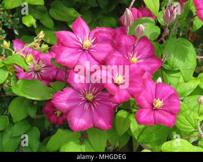 Clematis ville de lyon growing in a garden in Wales UK Stock Photo