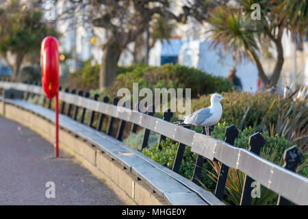 A large seagull perched on the promenade seating bench with red life bouy in background at the popular seaside resort town of Llandudno, Wales Stock Photo