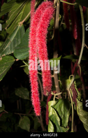 Chenille plant (Acalypha hispida) Stock Photo
