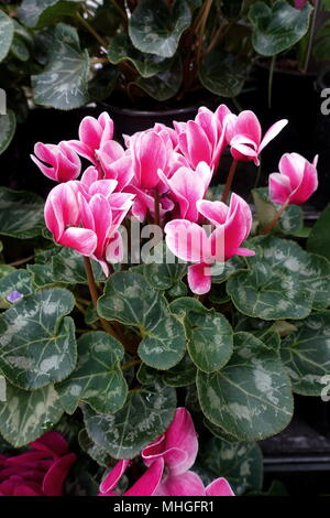 Close up of blooming Cyclamen persicum flowers with their ornamental leaves Stock Photo