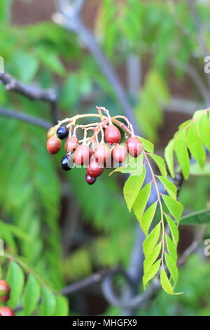 Close up of Curry Plant - Murraya Koenigii Seeds Ripening Stock Photo