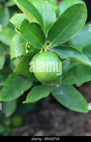 Citrus latifolia or Tahitian Limes growing on a tree Stock Photo