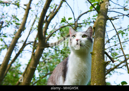 Cat is hanging on the tree and hunting in summer Stock Photo