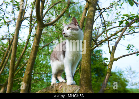 tabby maine coon cat outdoors in sunlight looking at camera portrait ...