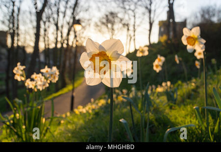 Spring Daffodils in golden sunshine Stock Photo