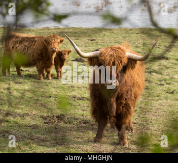 Highland Cattle Family Stock Photo