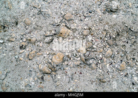 Oyster shell road bed leading to Billy's Seafood market beside the Bon Secour River in deep south Alabama. Stock Photo