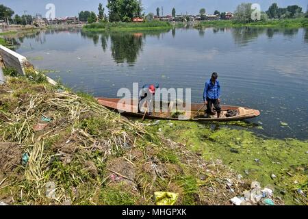 May 1, 2018 - Srinagar, J&K, India - Kashmiri workers can be seen cleaning the lake on the eve of the International Labor Day in Srinagar, Indian administered Kashmir. International Labor Day also known as May Day is marked across the world on May 1.The International Labor Day commemorates the historic struggle of working people throughout the world. Credit: Saqib Majeed/SOPA Images/ZUMA Wire/Alamy Live News Stock Photo