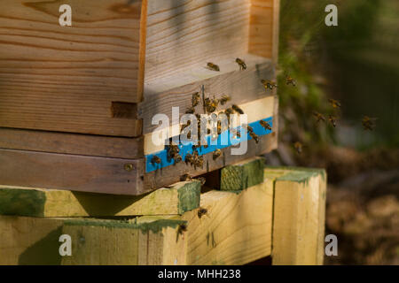 West Yorkshire, UK. 1st May 2018. A hive of activity, literally, as bees begin to bring pollen back to a beehive - a great sign of spring Rebecca Cole/Alamy Live News Stock Photo