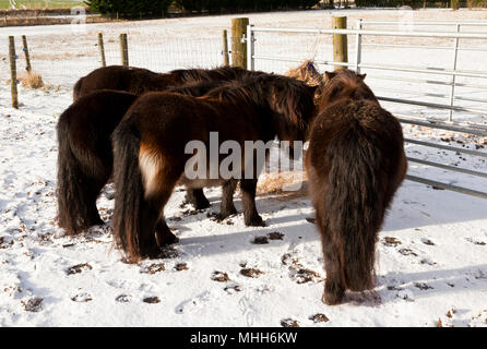 A group of four ponies feeding from a hay net in snow Stock Photo