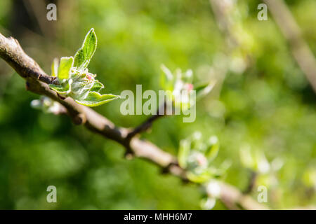 Close-up view of apple tree buds about to hatch at springtime, with a shalow depth of field against a blurry green background by a sunny day. Stock Photo