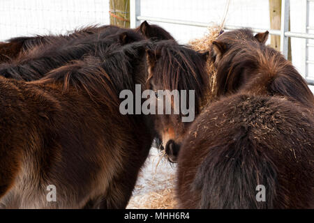 A group of four ponies feeding from a hay net in snow Stock Photo