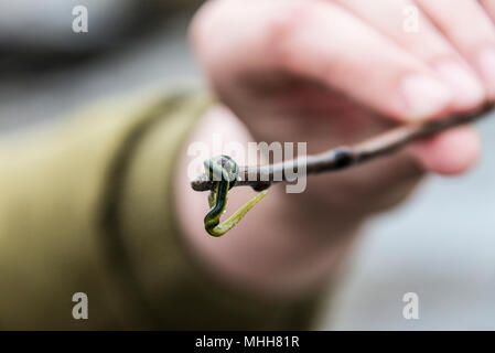 A green-leaf worm (Eulalia viridis) on the end of a stick held in a hand Stock Photo
