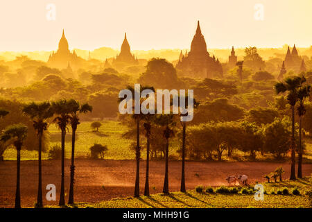 Colorful bright sunrise in with temples, fields and working cattle, Bagan, Myanmar (Burma)