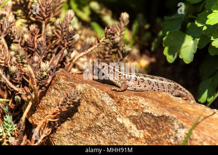 The lizard is heated on the stone. A sunny day in the garden. Hunting lizard Stock Photo