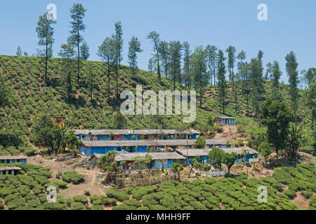 Accommodation for housing estate workers on a tea plantation near Valparai in Tamil Nadu, India. Stock Photo