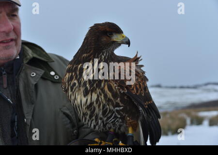 Hawk in Dean Clough Reservoir area Stock Photo