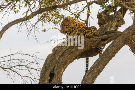 Leopard is sitting on a branch and look over the jungle Stock Photo