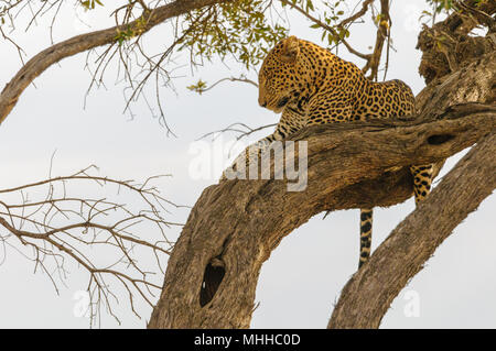 Leopard is sitting on a branch and look over the jungle Stock Photo