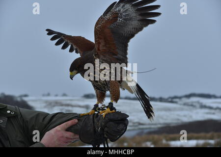 Hawk in Dean Clough Reservoir area Stock Photo