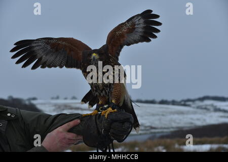 Hawk in Dean Clough Reservoir area Stock Photo