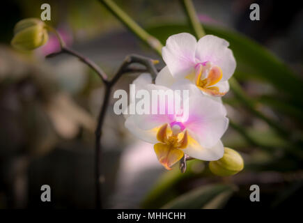 White Orchid Flower Stock Photo