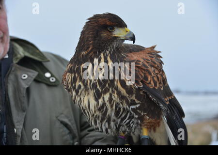 Hawk in Dean Clough Reservoir area Stock Photo