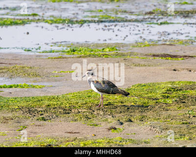 Portrait of a northern lapwing, vanellus vanellus, standing on wetland at low tide of Waddensea, Netherlands Stock Photo