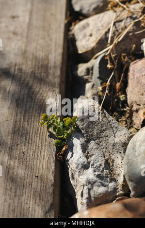 The green plant grows between the wooden sidewalk and the stone roadside Stock Photo