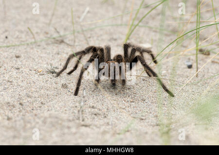 Tarantula Spider close on the sand background in Patagonia, Argentina Stock Photo
