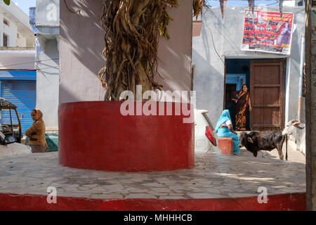 Two women talking in a doorway while cows stand on the street. Bundi, Rajasthan. India Stock Photo