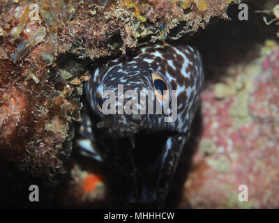 Spotted Moray (Gymnothorax moringa) OLYMPUS DIGITAL CAMERA with 100mm macro lens off the coast of Petit St Vincent in the Grenadines Stock Photo