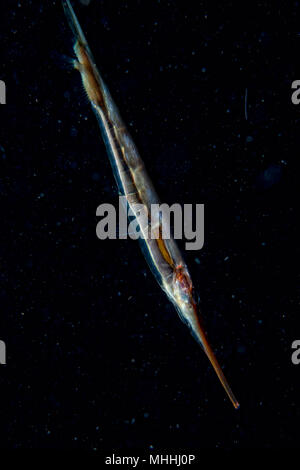 School of Razorfish with black background Stock Photo - Alamy