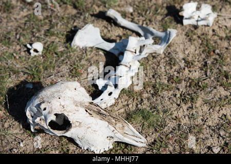 sheep skull and bones on the ground in Patagonia, Argentina Stock Photo