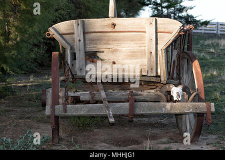 sheep skull and bones on far west wagon Stock Photo