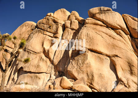 Climber looks up at rock face in Joshua Tree National Park. Giant inselberg (rocky outcrop) contrasts with blue sky background Stock Photo