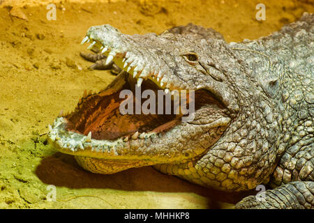 wide open crocodile mouth close up Stock Photo