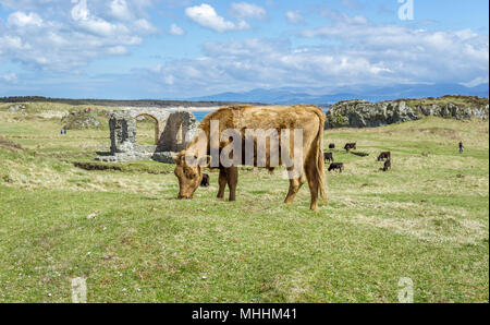 Cattle grazing near the St Dynwen's church Ruins on Llanddwyn Island, Anglesey. Stock Photo