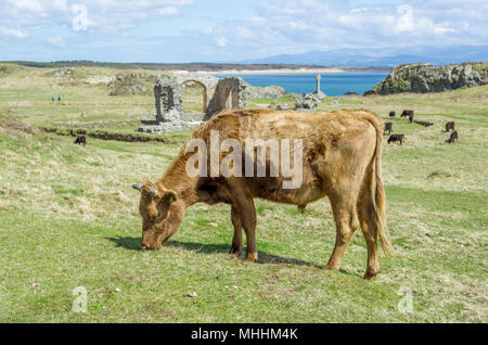 Cattle grazing near the St Dynwen's church Ruins on Llanddwyn Island, Anglesey. Stock Photo