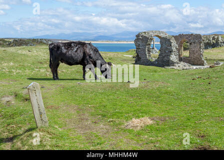 Bull grazing near the St Dynwen's church Ruins on Llanddwyn Island, Anglesey. Stock Photo