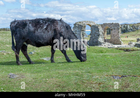 Cattle grazing near the St Dynwen's church Ruins on Llanddwyn Island, Anglesey. Stock Photo