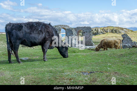 Cattle grazing near the St Dynwen's church Ruins on Llanddwyn Island, Anglesey. Stock Photo