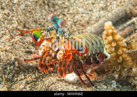 Mantis Lobster defending eggs in its nest Stock Photo