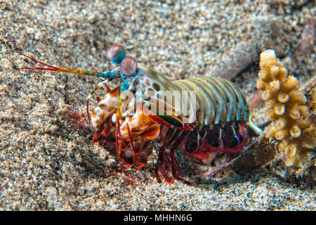 Mantis Lobster defending eggs in its nest Stock Photo