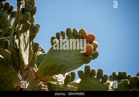 Close up of prickly pear cactus silhouetted against a clear blue sky. The branches and pads of the prickly pear can be cooked and eaten as a vegetable Stock Photo