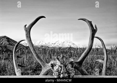 Alaska Denali Park Mc Kinley framed over elk deer horns in black and white Stock Photo
