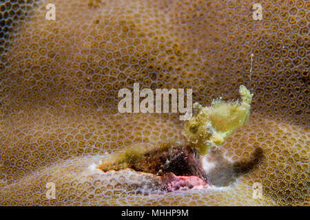 Extremely Small Baby yellow frog fish on hard coral Stock Photo