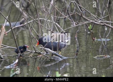 A moorhen feeds her chick in New Mills Nature Reserve. Stock Photo