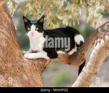 Young cat, tuxedo pattern black and white bicolor, sitting watchfully on a branch of a olive tree, Cyprus Stock Photo