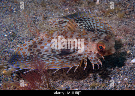 Dactylopterus volitans flying fish on black lembeh sand background Stock Photo